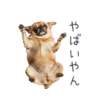 実は太ってるチワワ【面白い】（個別スタンプ：24）