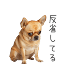 実は太ってるチワワ【面白い】（個別スタンプ：27）