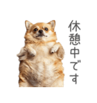 実は太ってるチワワ【面白い】（個別スタンプ：31）