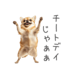 実は太ってるチワワ【面白い】（個別スタンプ：32）