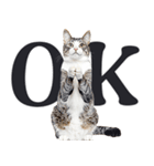 祈る猫（個別スタンプ：1）