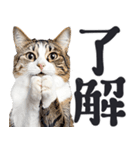祈る猫（個別スタンプ：2）
