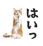 祈る猫（個別スタンプ：3）