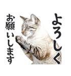 祈る猫（個別スタンプ：4）