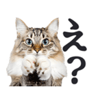 祈る猫（個別スタンプ：5）
