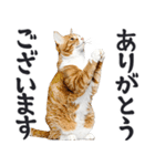 祈る猫（個別スタンプ：6）