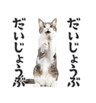 祈る猫（個別スタンプ：7）
