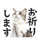 祈る猫（個別スタンプ：8）
