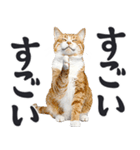 祈る猫（個別スタンプ：11）