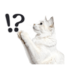 祈る猫（個別スタンプ：12）
