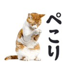 祈る猫（個別スタンプ：13）