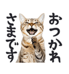 祈る猫（個別スタンプ：14）
