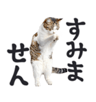 祈る猫（個別スタンプ：15）