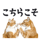 祈る猫（個別スタンプ：16）