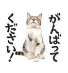 祈る猫（個別スタンプ：17）