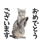祈る猫（個別スタンプ：18）