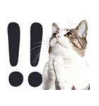 祈る猫（個別スタンプ：19）