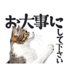 祈る猫（個別スタンプ：21）