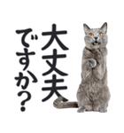 祈る猫（個別スタンプ：22）