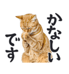 祈る猫（個別スタンプ：23）