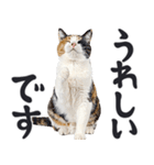 祈る猫（個別スタンプ：24）