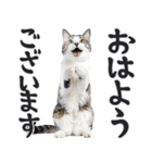 祈る猫（個別スタンプ：25）