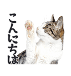 祈る猫（個別スタンプ：26）