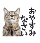 祈る猫（個別スタンプ：27）