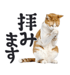 祈る猫（個別スタンプ：28）