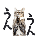 祈る猫（個別スタンプ：29）