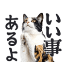 祈る猫（個別スタンプ：30）