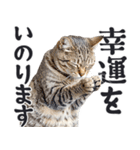 祈る猫（個別スタンプ：31）