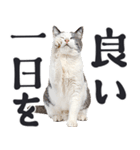 祈る猫（個別スタンプ：32）