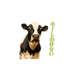 動く！リアル猫の夏ミーム（個別スタンプ：6）