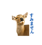 動く！リアル猫の夏ミーム（個別スタンプ：7）