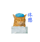 動く！リアル猫の夏ミーム（個別スタンプ：9）