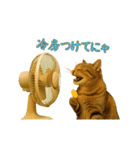 動く！リアル猫の夏ミーム（個別スタンプ：10）