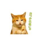 動く！リアル猫の夏ミーム（個別スタンプ：12）