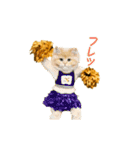 動く！リアル猫の夏ミーム（個別スタンプ：15）