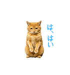 動く！リアル猫の夏ミーム（個別スタンプ：17）