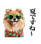 夏☆ポメラニアン（敬語）（個別スタンプ：1）