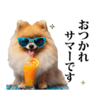 夏☆ポメラニアン（敬語）（個別スタンプ：3）