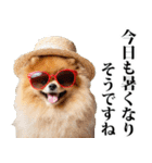 夏☆ポメラニアン（敬語）（個別スタンプ：4）