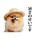 夏☆ポメラニアン（敬語）（個別スタンプ：6）