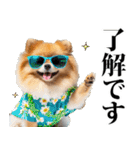 夏☆ポメラニアン（敬語）（個別スタンプ：9）