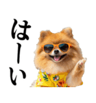 夏☆ポメラニアン（敬語）（個別スタンプ：11）