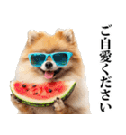 夏☆ポメラニアン（敬語）（個別スタンプ：12）