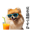 夏☆ポメラニアン（敬語）（個別スタンプ：19）