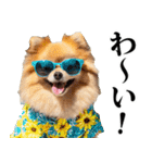 夏☆ポメラニアン（敬語）（個別スタンプ：20）