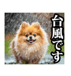 夏☆ポメラニアン（敬語）（個別スタンプ：30）